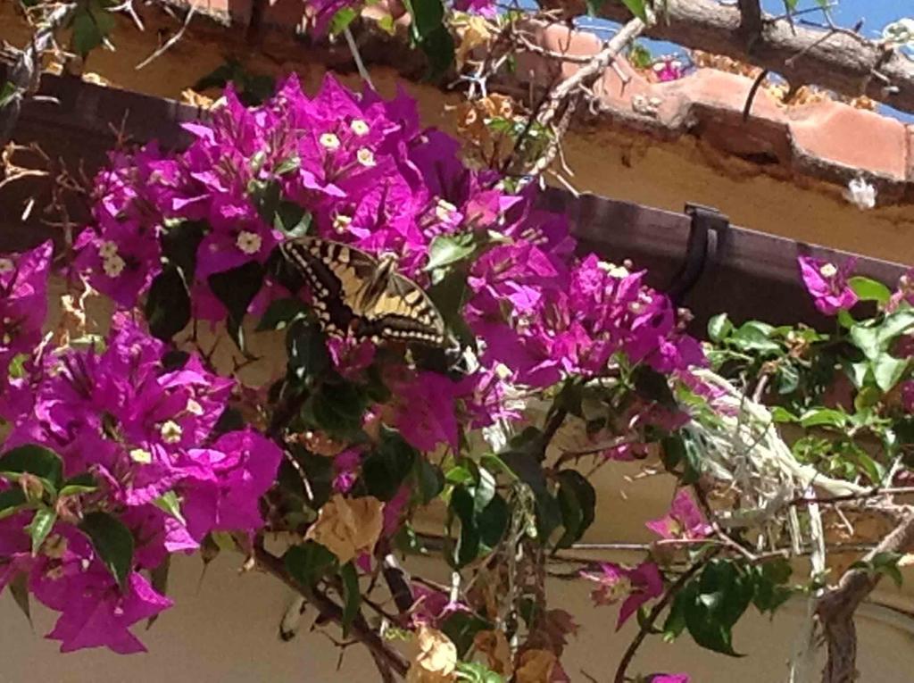 The Garden Villas Maleme Buitenkant foto